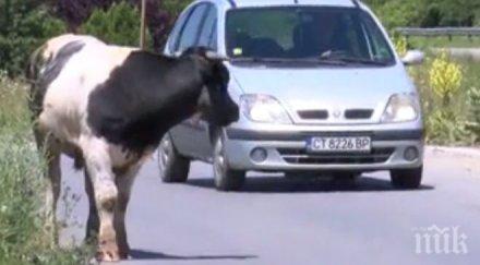 пик бик пасе пътя автомобили фучат покрай