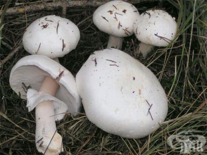 Внимание! Трима са в тежко състояние, натровиха се с печурки, купени от магазин! 