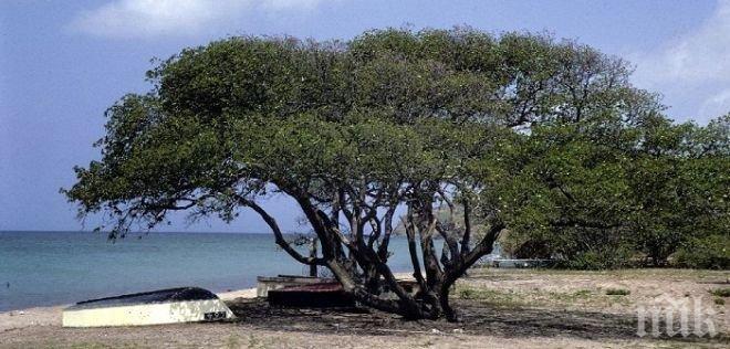 МИСТЕРИЯ! Дърво плаши хората като чума, убивало само при допир