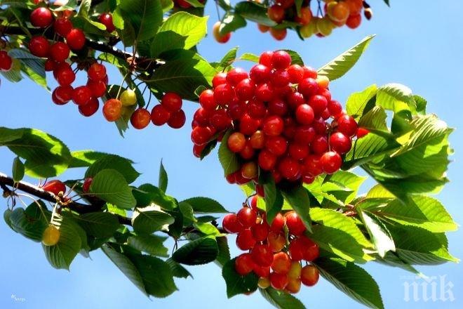 Жандармерия с нощни визьори варди черешите в Кюстендилско