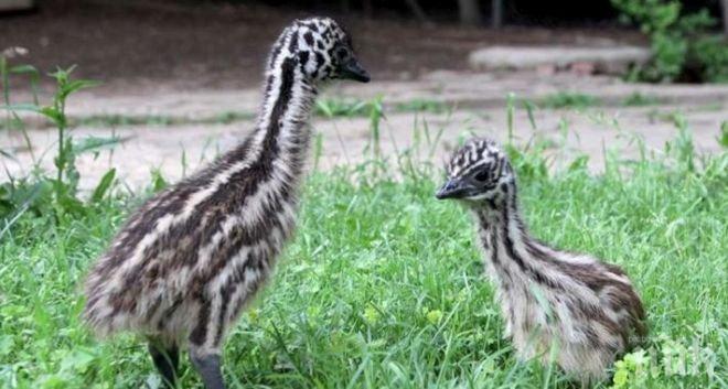 Бейби бум в зоопарка под Аязмото