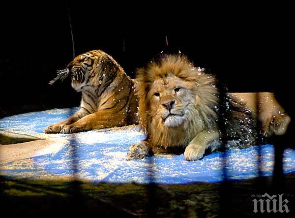 В Индия арестуваха 18 лъва, търсят човекоядец