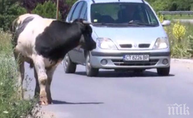 ПИК TV: Бик пасе на пътя, автомобили фучат покрай него