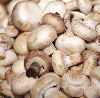 Откриха атропин в кръвта на натровеното семейство, оплакало се от купешки гъби
