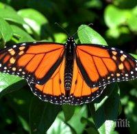 Интелектуалци от цял свят с отворено писмо за опазване на мигриращ вид пеперуди