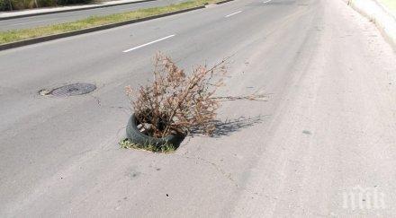 нелепо запълниха дупка околовръстното варна засъхнало коледно дърво снимки