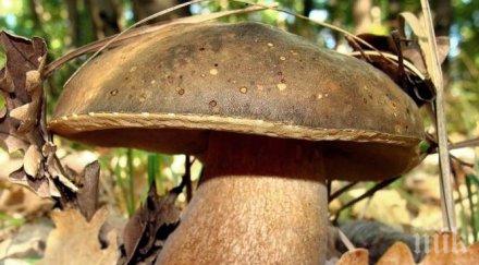 хит кюстендилско 100 лева ден манатарки