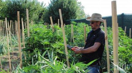 майкрософт помага проследяването канабиса