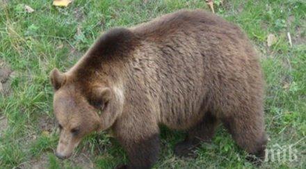 мечка нападна самотен баща деца захапа ръката