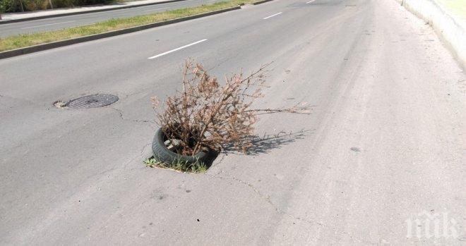 Нелепо! Запълниха дупка на Околовръстното във Варна със засъхнало коледно дърво (СНИМКИ)