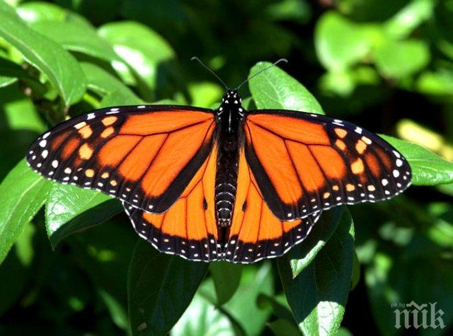 Интелектуалци от цял свят с отворено писмо за опазване на мигриращ вид пеперуди