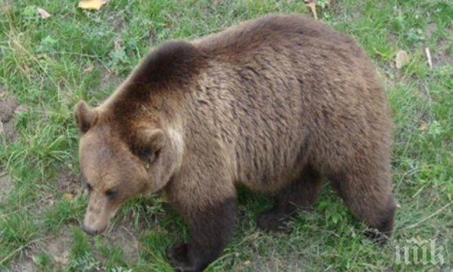 Мечка нападна самотен баща с 4 деца и му захапа ръката 