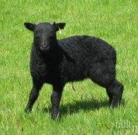 БАБХ започна превантивна ваксинация срещу Син език