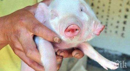 атракция прасенце две лица роди китай видео