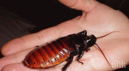 гадост хлебарки плъзнаха една големите болници пловдив