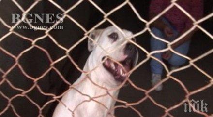 пик боевете кучета мит