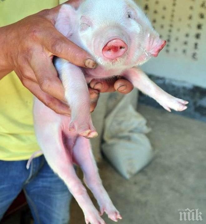 Атракция! Прасенце с две лица се роди в Китай (ВИДЕО)