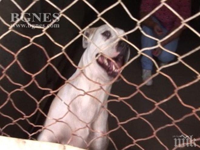 ПИК TV: Боевете с кучета не са мит