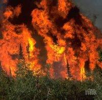 В Кипър се вихрят най-лошите горски пожари от години насам 