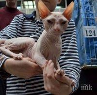 ЗЛОВЕЩО! Изяждат 10 хиляди кучета и котки на фестивал в Китай! Варят ги живи!