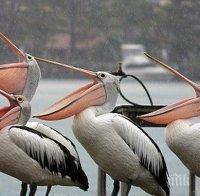 Лекуват простреляна птица от световно застрашения вид къдроглав пеликан