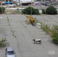 Екшън в „Меден рудник“! Инспектори гонят с пушка избягалия бик