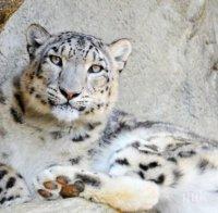 Застреляха талисмана на Олимпийските игри в Рио