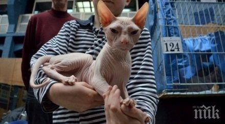 зловещо изяждат хиляди кучета котки фестивал китай варят живи