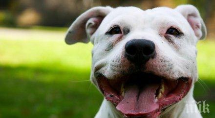 възмездие три години затвор рецидивиста чието куче нахапа баба лицето