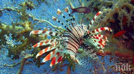 отровна лъвска риба появи средиземно море