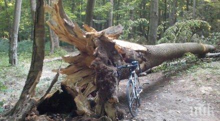 дърво стовари млад мъж разби черепа