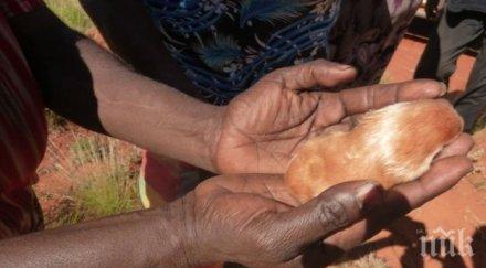 невероятно рядък вид животинче показва около десетилетие