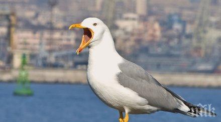 нагъл гларус открадна айфона британка