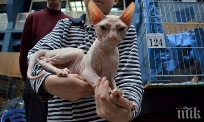 ЗЛОВЕЩО! Изяждат 10 хиляди кучета и котки на фестивал в Китай! Варят ги живи!