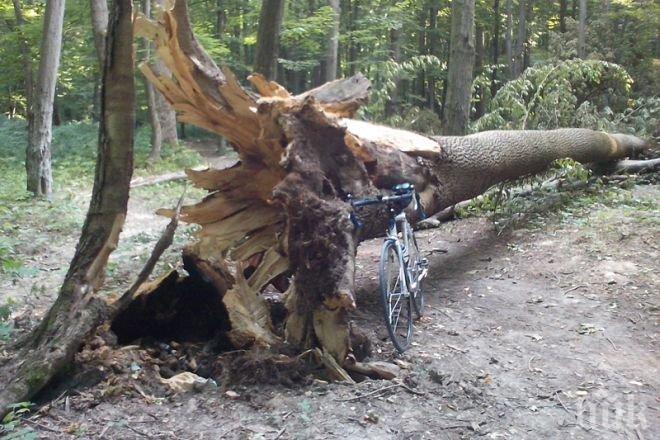 Дърво се стовари върху млад мъж, разби му черепа