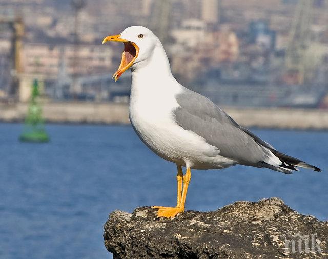 Нагъл гларус открадна айфона на британка