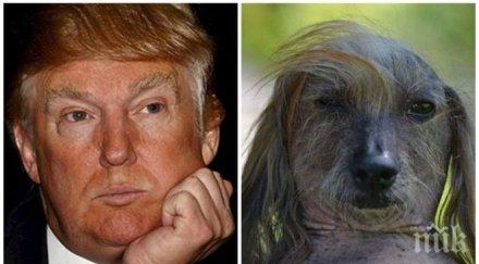 претендент грозното куче света прилича доналд тръмп снимки