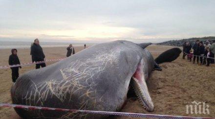 шок морето изхвърли мъртви делфина