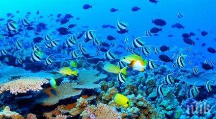 австралийското правителство плати милиона долара помощ големия бариерен риф