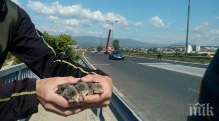арестуваха двама испанци 130 птици багажа