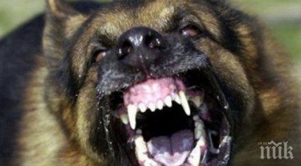 ужас златните глутница кучета нахапа двама души центъра курорта
