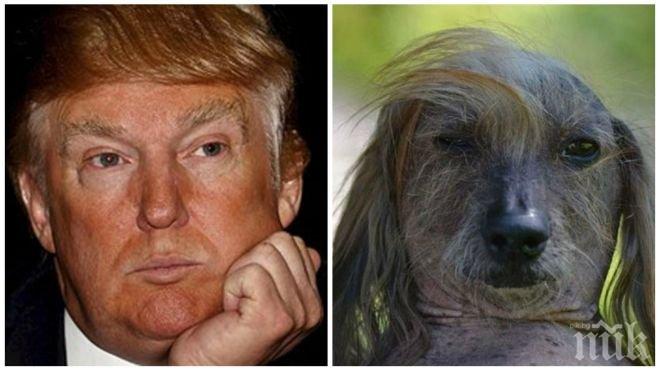 Претендент за най-грозното куче в света прилича на Доналд Тръмп (СНИМКИ)