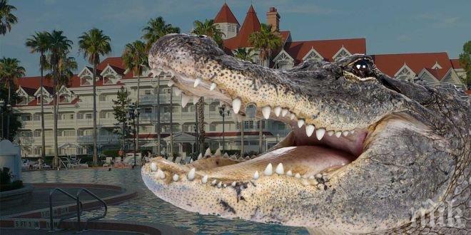 Успяха да уловят алигатора човекоядец, който нападна дете, и го умъртвиха