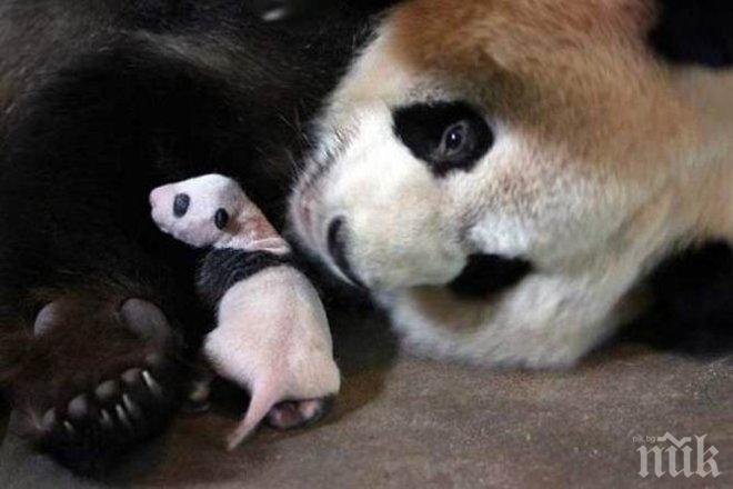 Гигантската панда Я Ли роди първите близначета за годината 