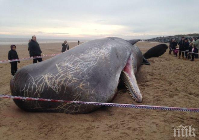 ШОК! Морето изхвърли 10 мъртви делфина