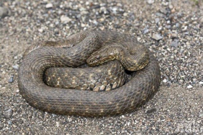 Змия ухапа млада жена, докато бере череши 