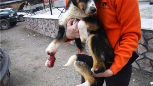 Изверги отрязаха лапата на кученце с лозарска ножица