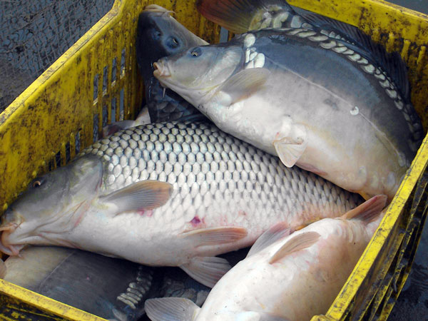 Откриха 108 кг незаконна риба 