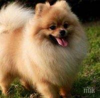 Издирва се! Моторист прегази домашно кученце и избяга!