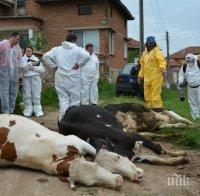 В Босилеград ваксинират животните срещу нодуларен дерматит
